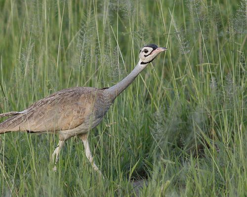 Tanzania Birding & Beyond Safari birdwatching in tanzania