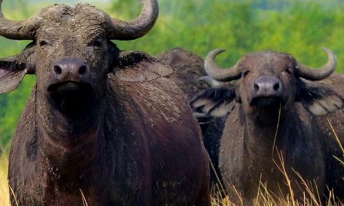 Tanzania Birding & Beyond Safari buffalo uganda