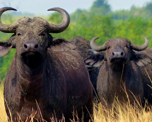 buffalo-uganda