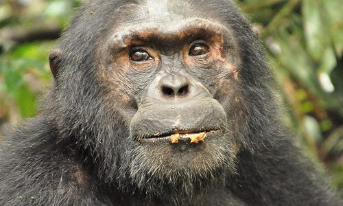 Tanzania Birding & Beyond Safari chimpanzee uganda