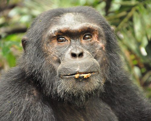 chimpanzee-uganda