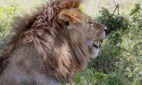 lion safari Tanzania Birding & Beyond Safari