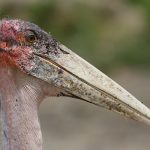 Tanzania Birding & Beyond Safari marabou stork