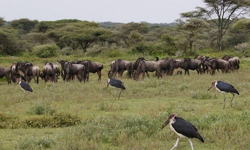 Tanzania Birding & Beyond Safari birds and wildlife