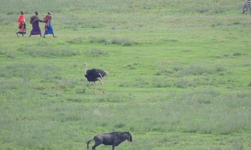 Tanzania Birding & Beyond Safari