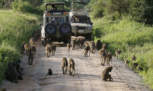 tanzania safari vehicle Tanzania Birding & Beyond Safari