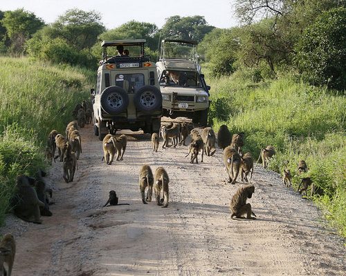 tanzania safari vehicle Tanzania Birding & Beyond Safari
