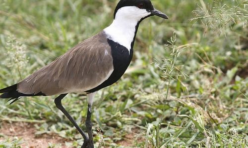 Tanzania Birding & Beyond Safari uganda birds