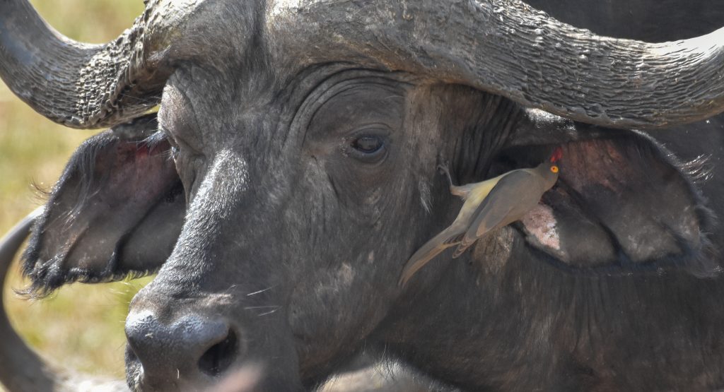 Buffalo with Oxpecker Tanzania Birding