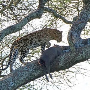 tanzania big game safaris arusha