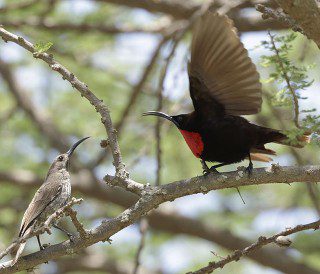 Scarlet-chested Sunbirds