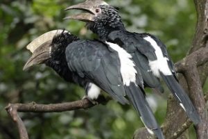 Silvery-cheeked Hornbills