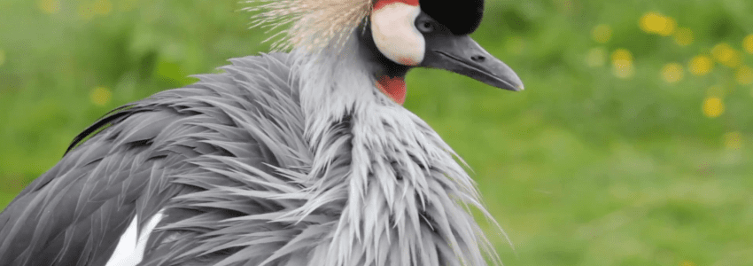 african grey crowned crane