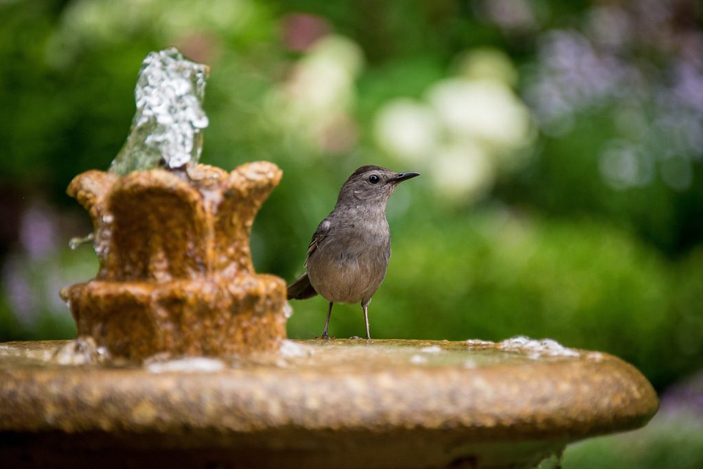 garden bird bath