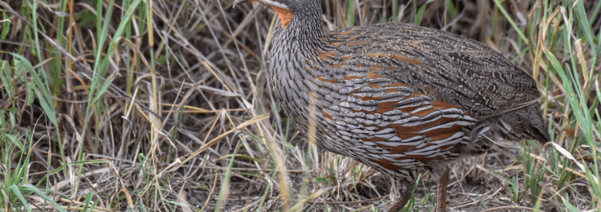 Grey-Breasted Francolin