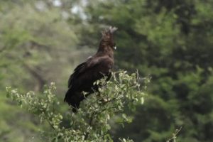 long-crested eagle