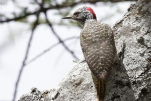 nubian woodpecker