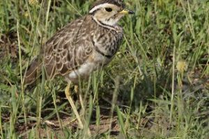 three-banded courser